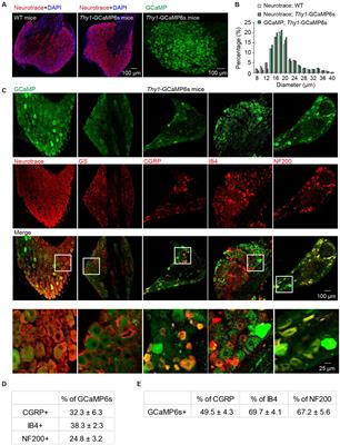 Generalized modality responses in primary sensory neurons of awake mice during the development of neuropathic pain